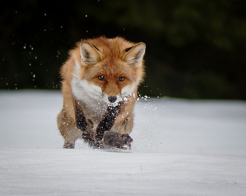 red fox, fox, animal, snow, winter, prey, mouse, chasing, hunt Red fox and mouse фото превью
