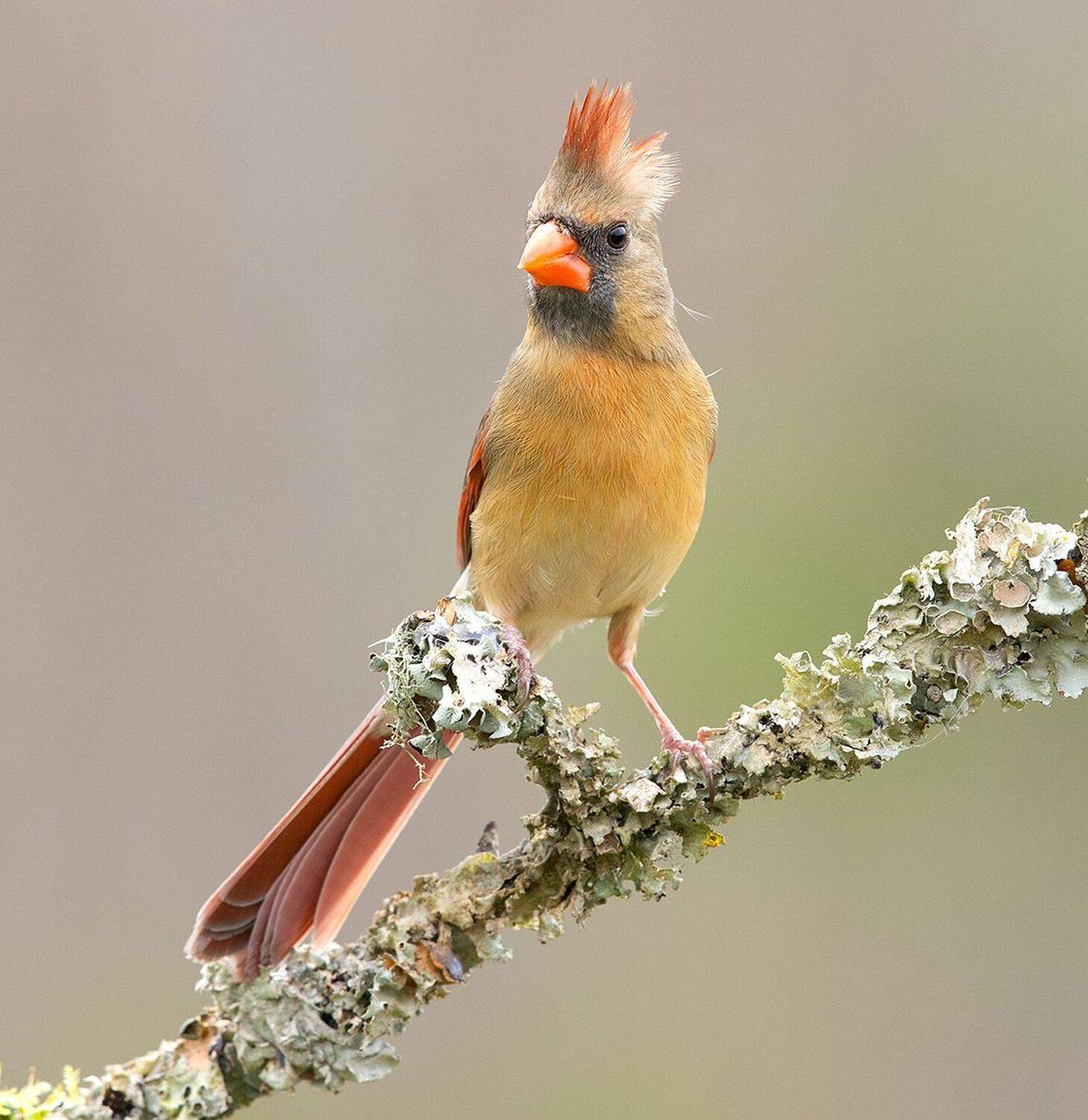 красный кардинал, northern cardinal, cardinal,кардинал, Etkind Elizabeth