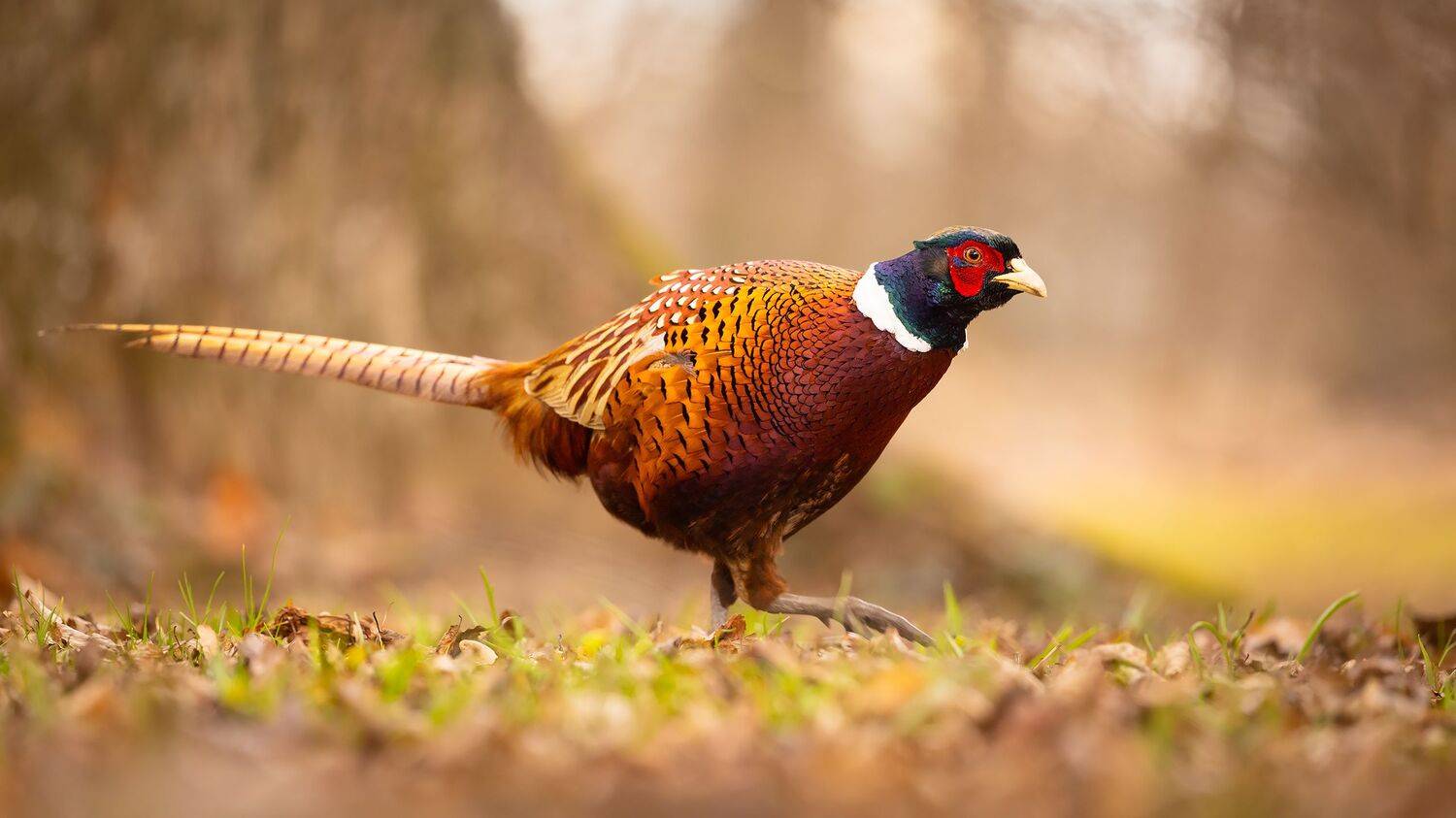 pheasant, Robert Adamec