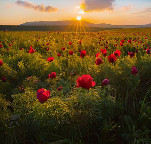 Степные первоцветы