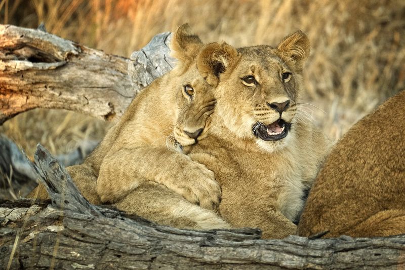 Sisters\' love фото превью