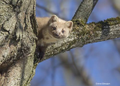 Curious marten