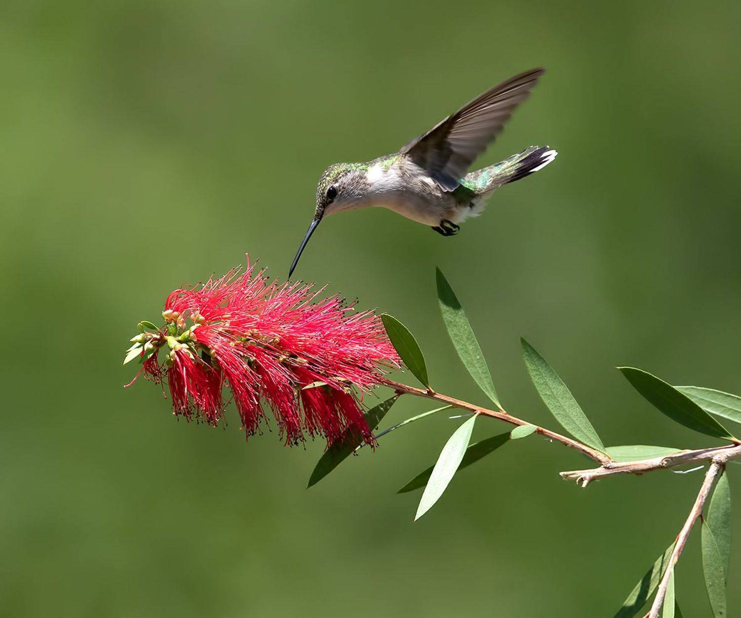 колибри,ruby-throated hummingbird, hummingbird, весна, Etkind Elizabeth