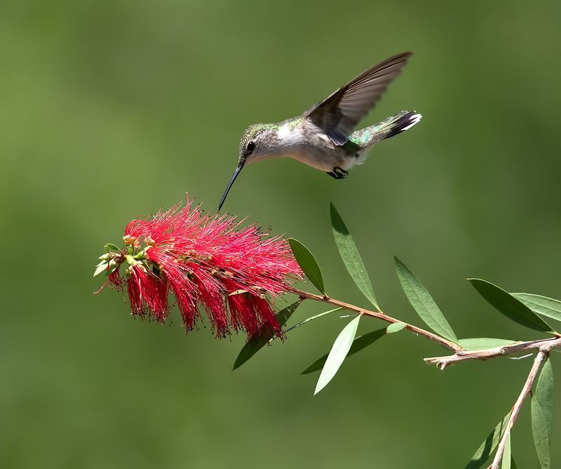 колибри,ruby-throated hummingbird, hummingbird, весна С Весной! Колибри -Ruby-throated Hummingbird фото превью