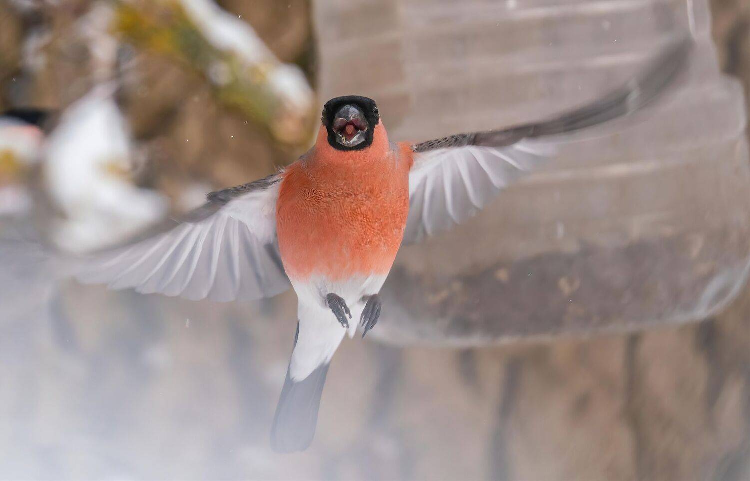 , Константин Дэм