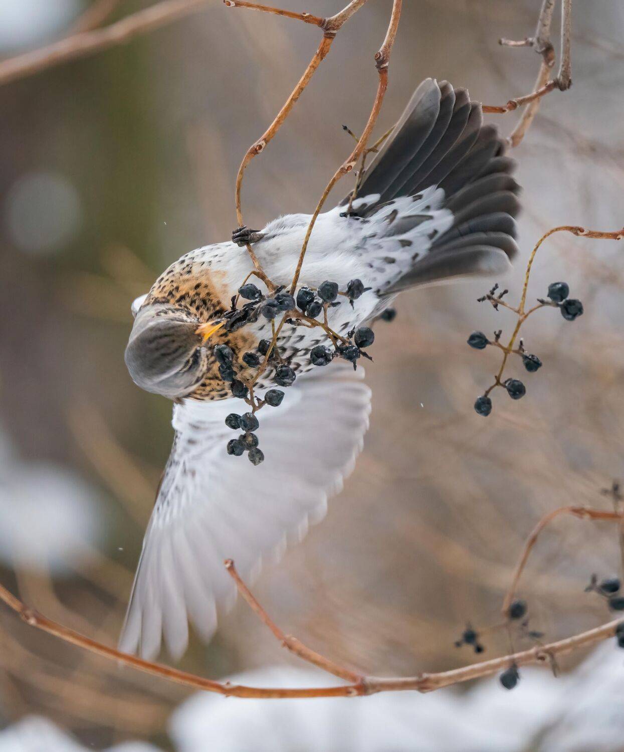 , Константин Дэм