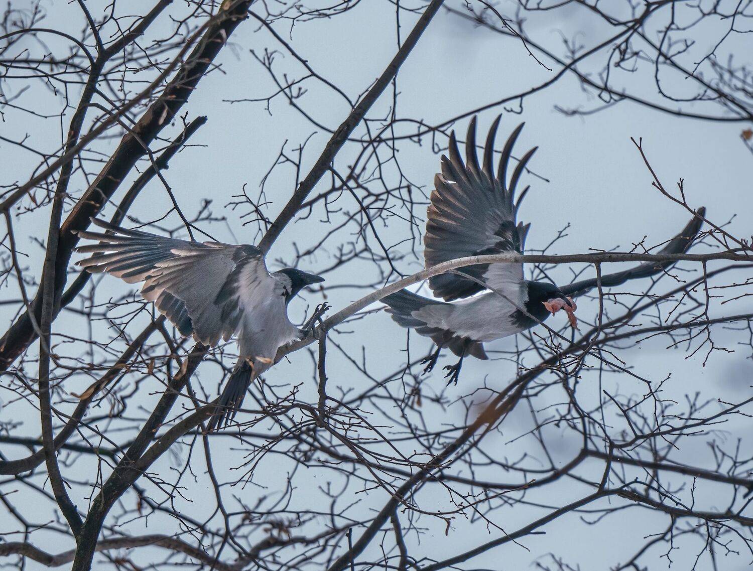, Константин Дэм