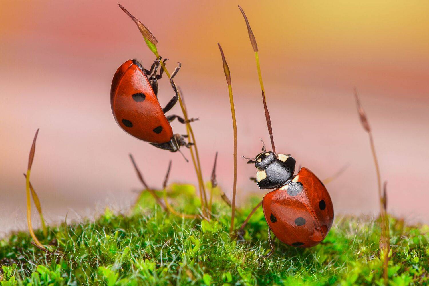 ceclii, macro, Tsvetan Ganev