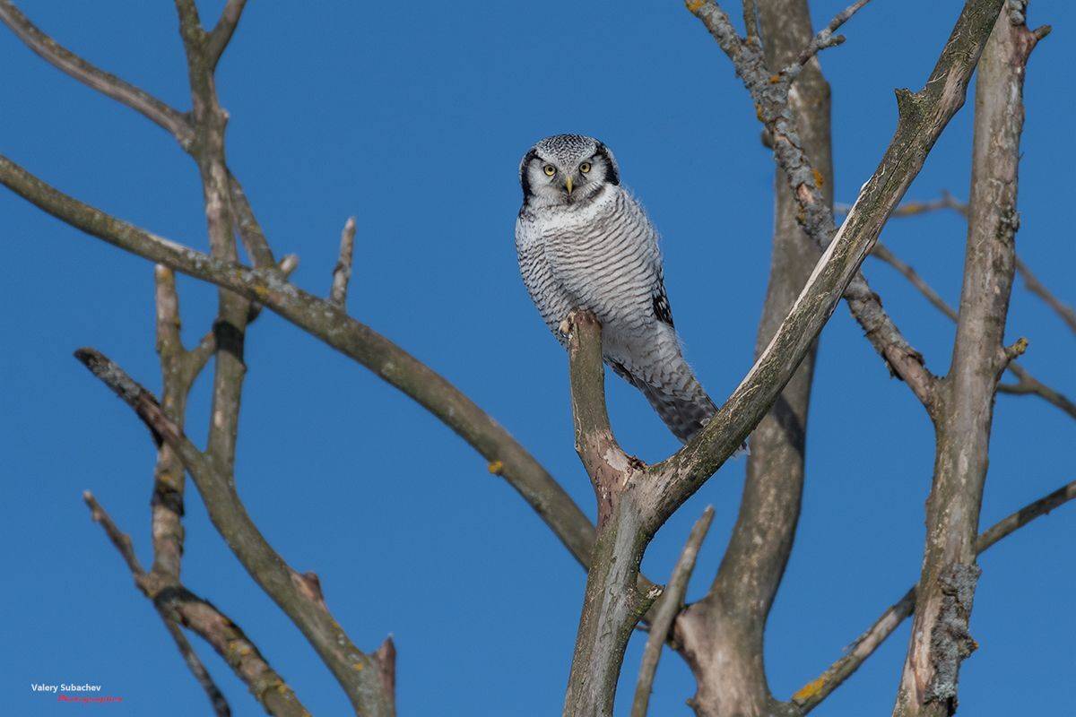, Валерий Субачев