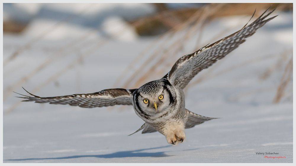 , Валерий Субачев