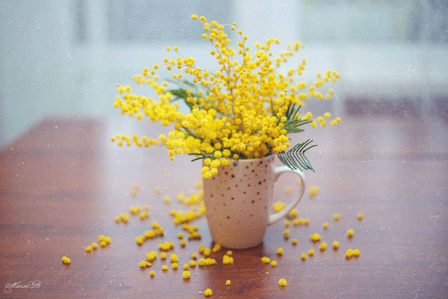 весна, мимоза, весенние цветы, Baccardi Marina