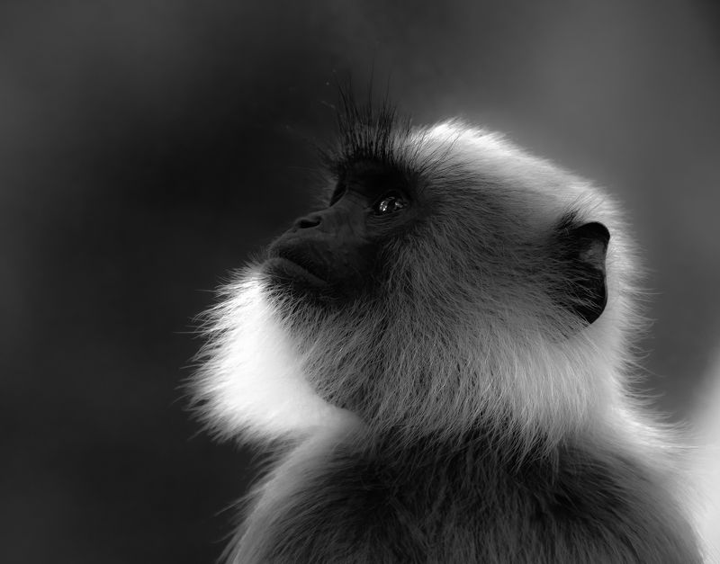 Animals Indian Grey Langur фото превью