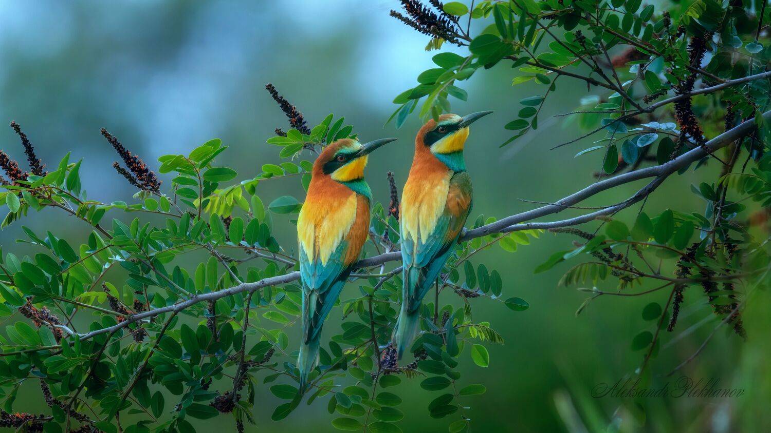 wildlife, Plekhanov Alexander