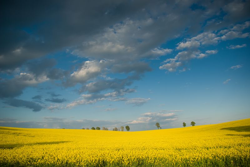 Да здравствует свободная Украина. Прекратить войну. фото превью