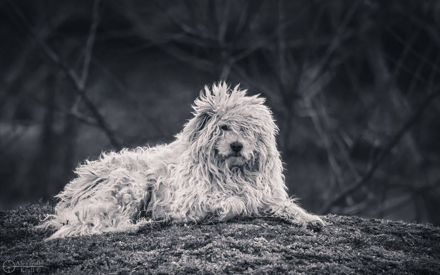 , Александр Круль