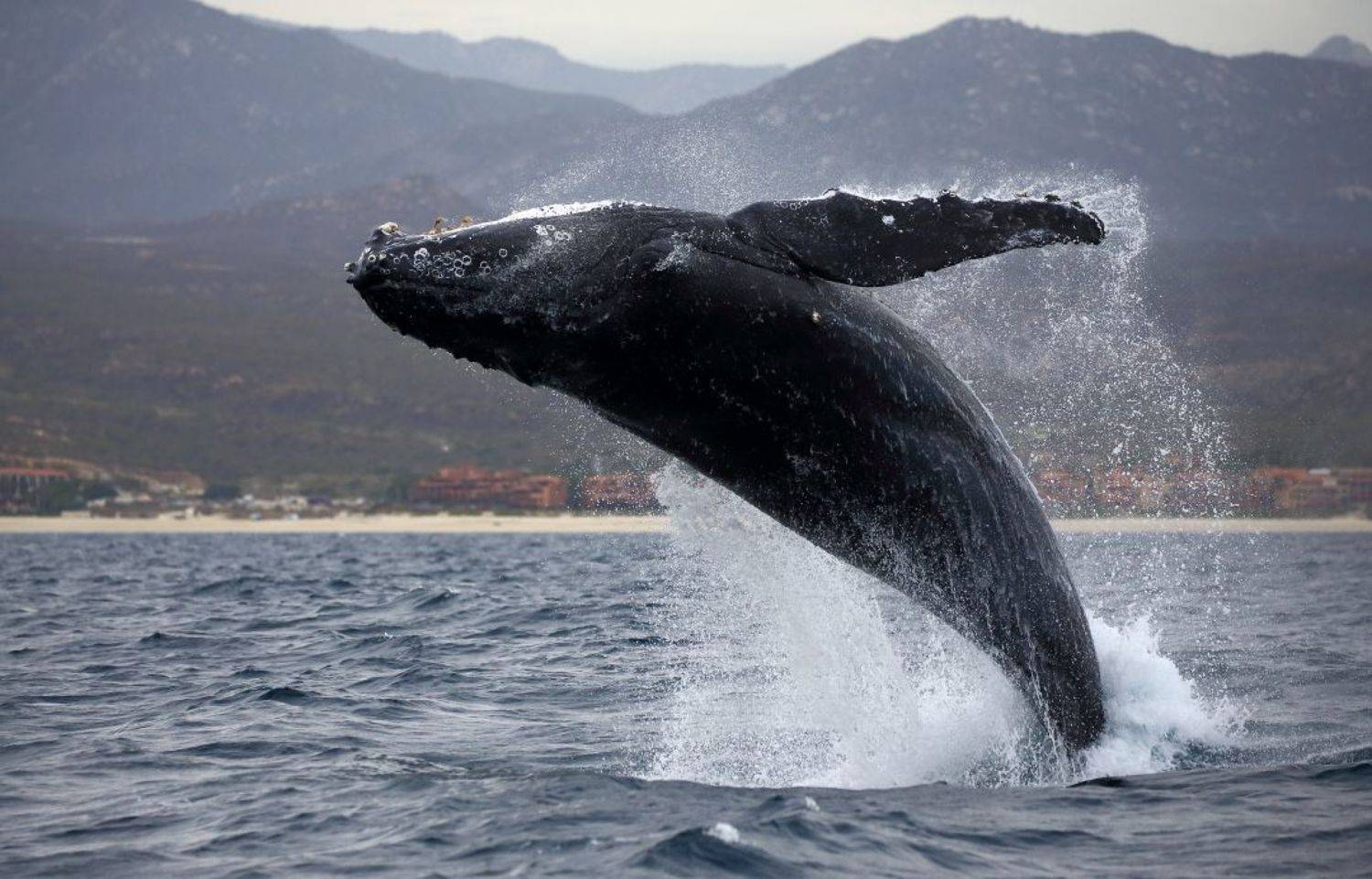 , Гудков Андрей