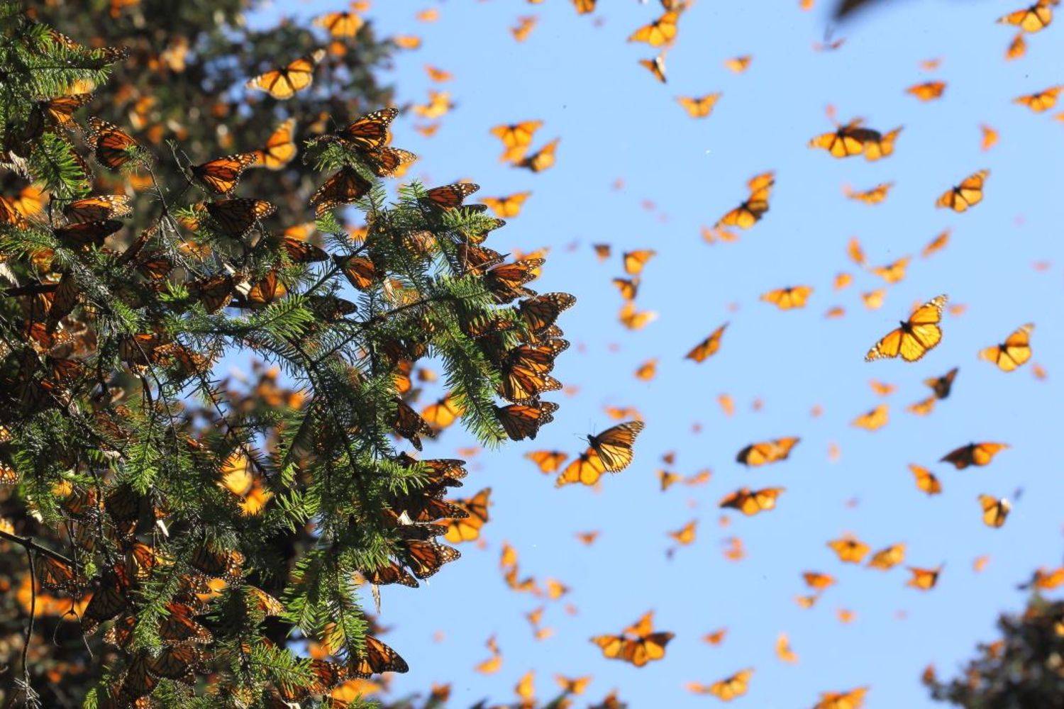 , Гудков Андрей