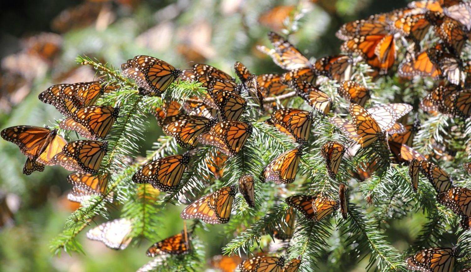 , Гудков Андрей