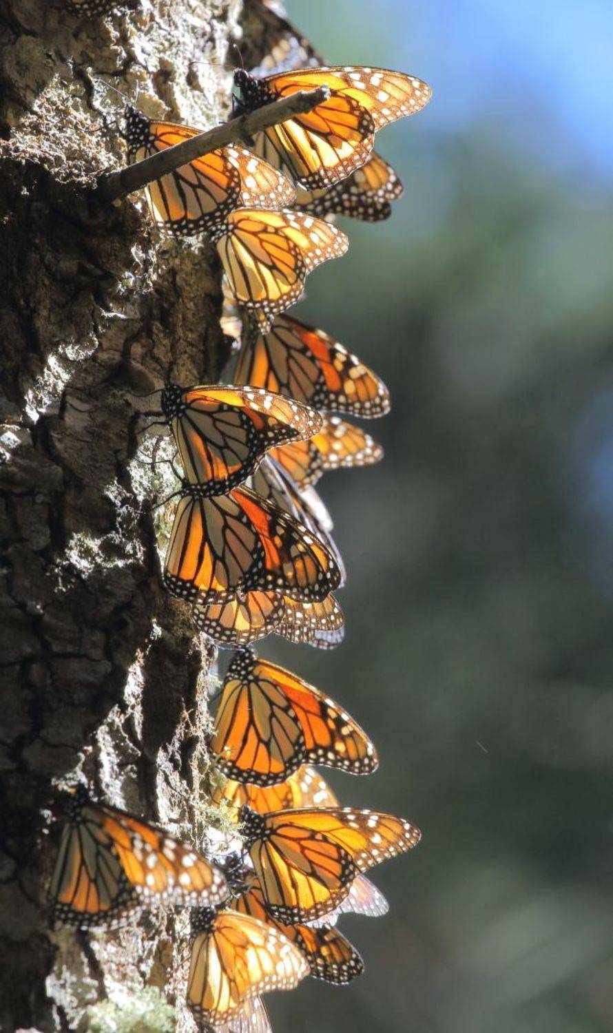 , Гудков Андрей