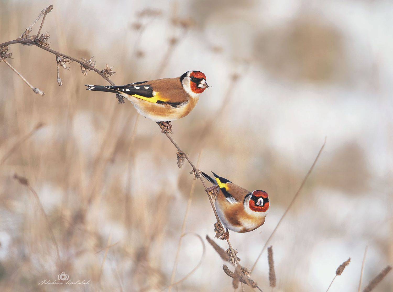 , Arkadiusz Michalak