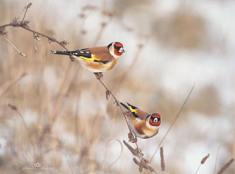 szczygieł фото превью