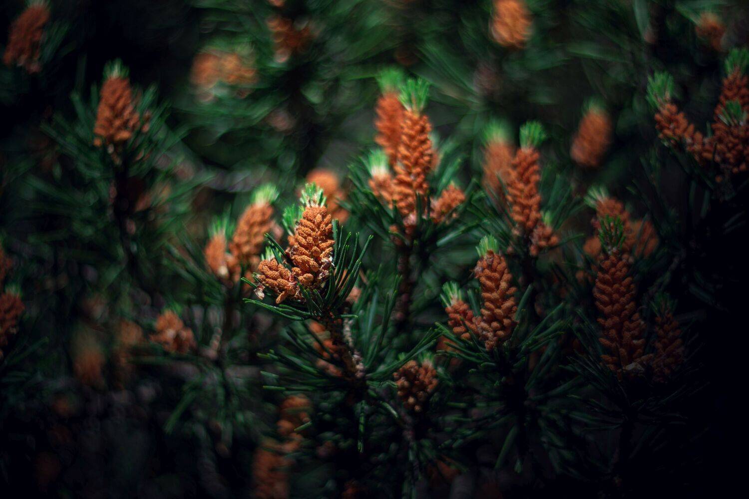 green,tree,wild,nature,light,bokeh,zenit,helios,nikon,pine,, Борислав Алексиев