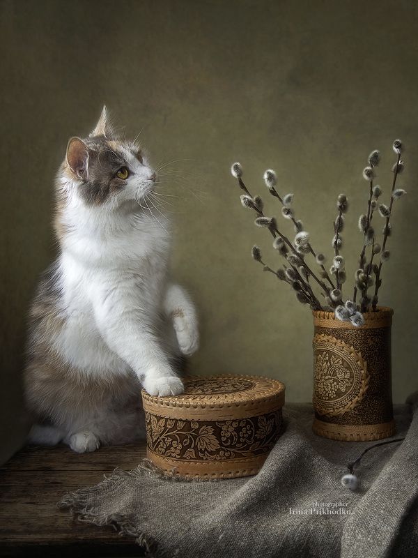 Кошечка и котики фото превью