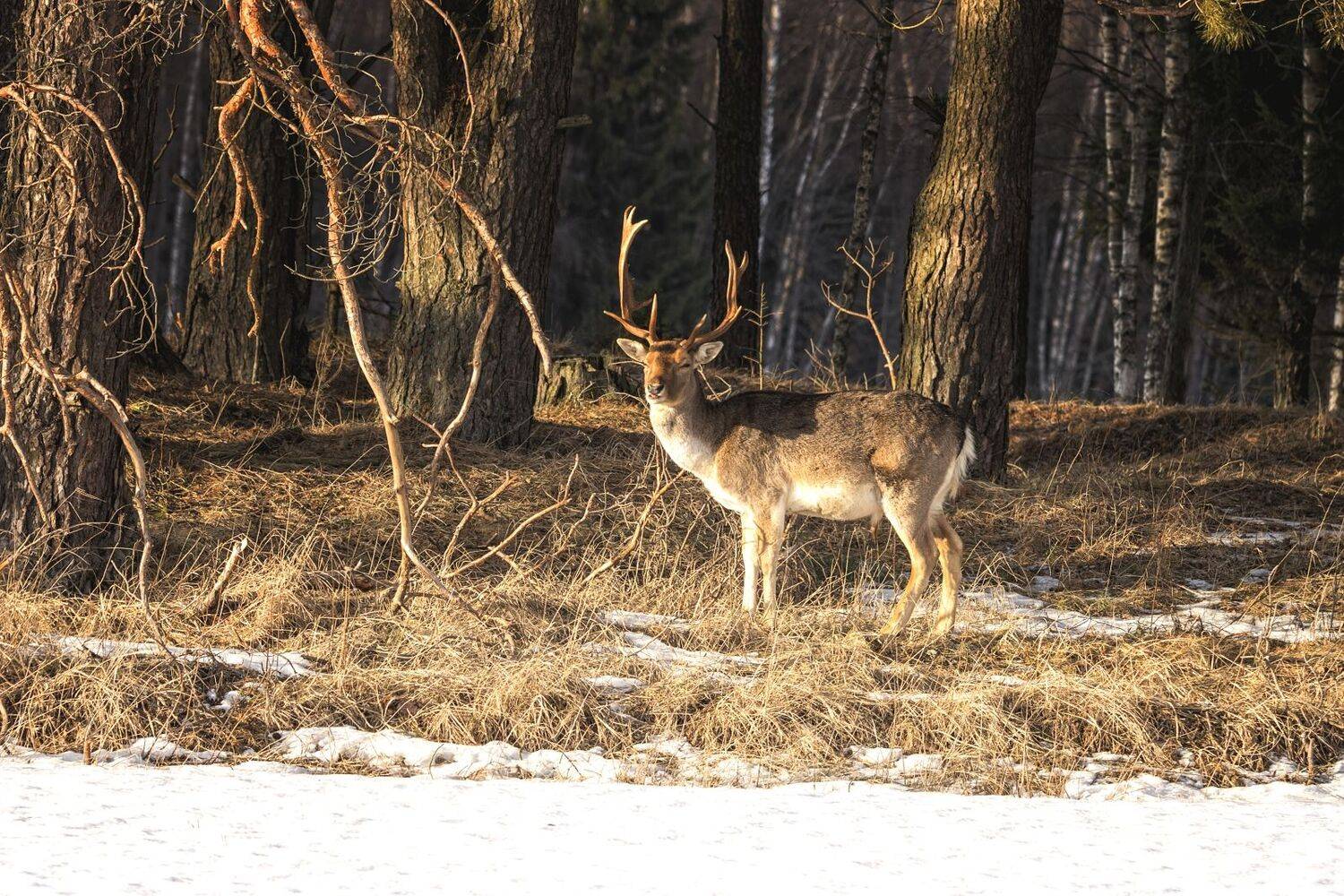 лань,фотоохота., Анатолий Салтыков