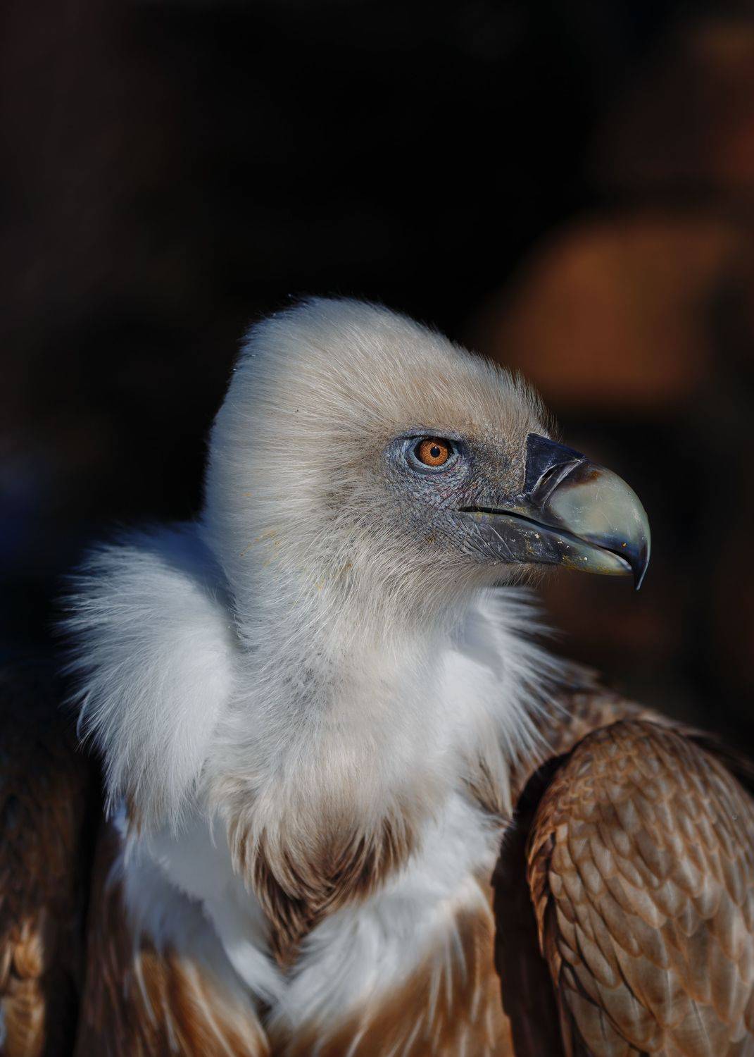 белоголовый сип, Олег Богданов