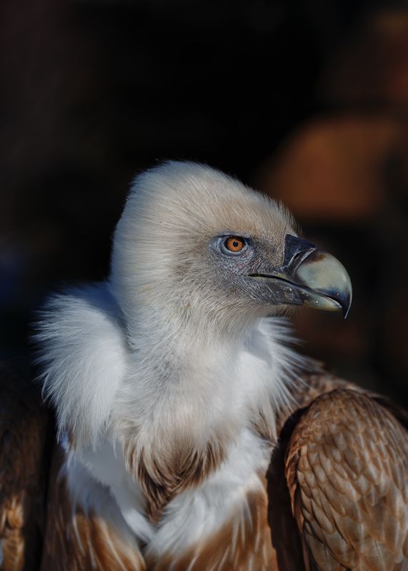 белоголовый сип Белоголовый сип фото превью