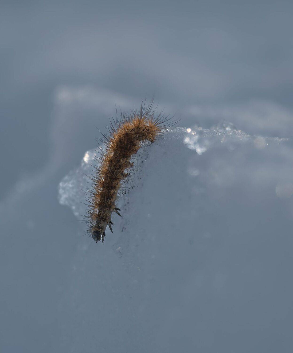 , Константин Дэм