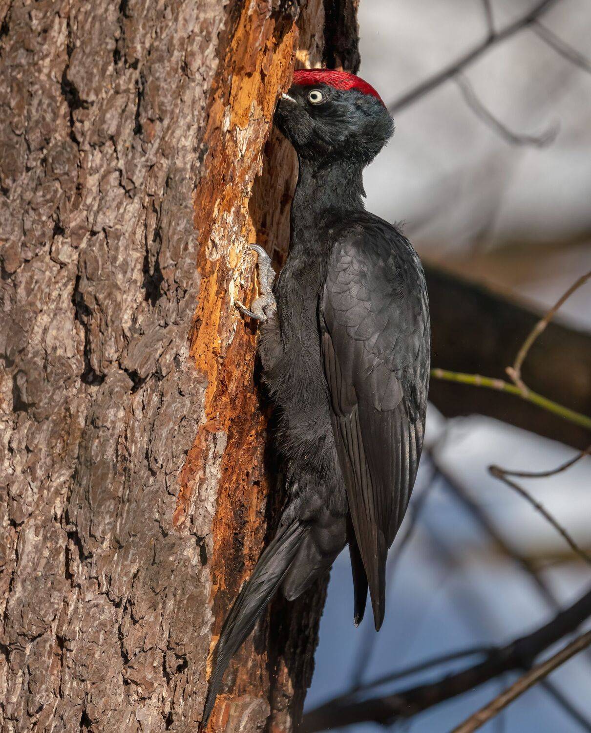 , Константин Дэм