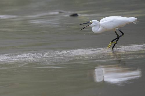 Egretta garzetta