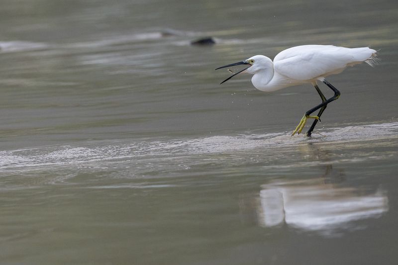 birds Egretta garzetta фото превью
