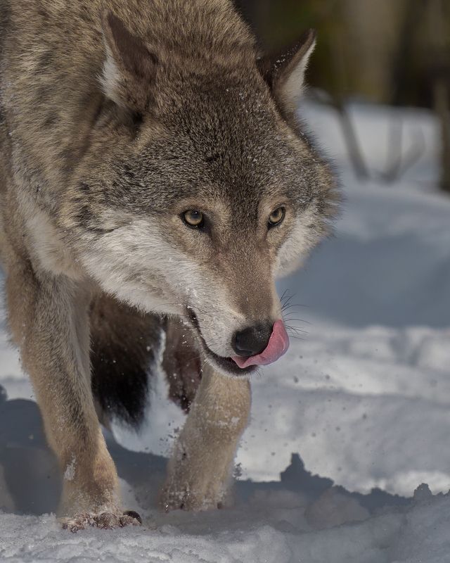 Серый хищник фото превью
