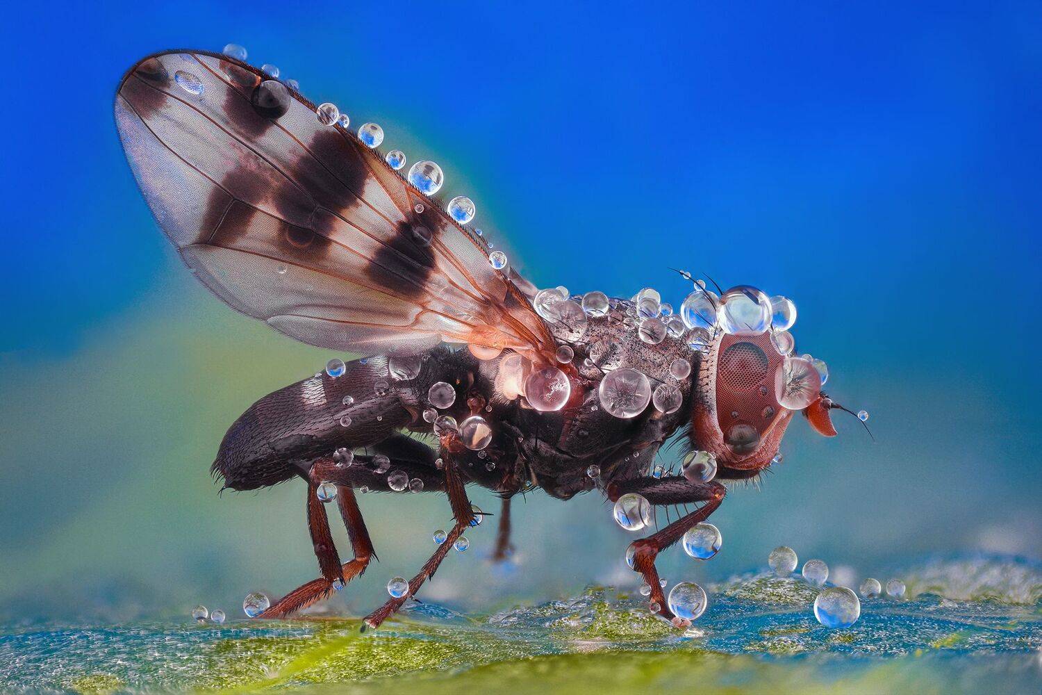 ceclii, macro, Tsvetan Ganev