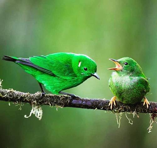 Birds of Ecuador