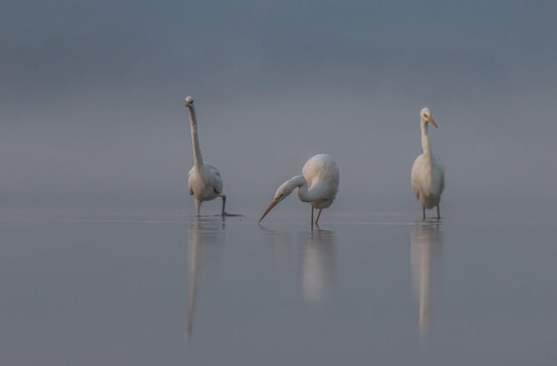 Czapla biała (Egretta alba) фото превью