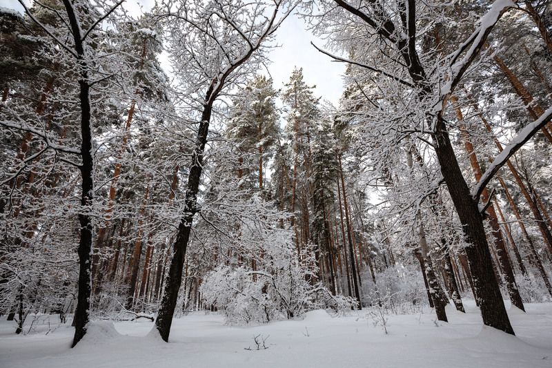 На утро после снегопада фото превью