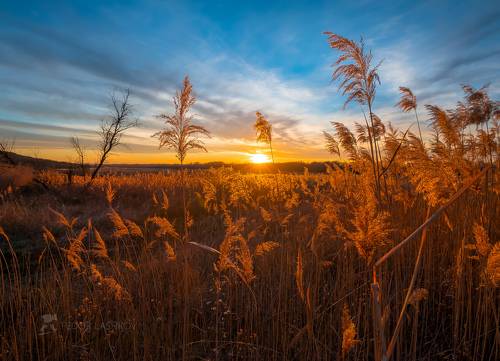 Золотой тростник