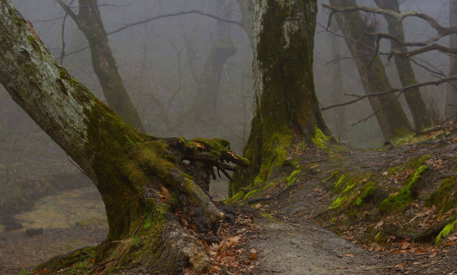 весна туман лес утро, Александр Жарников