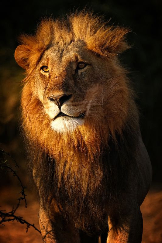 Mufasa фото превью