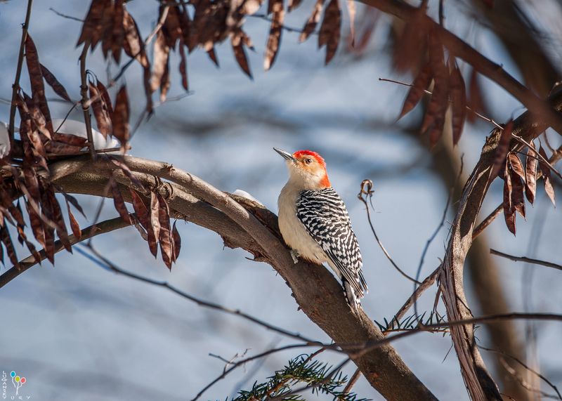 Red-bellied Woodpecker фото превью