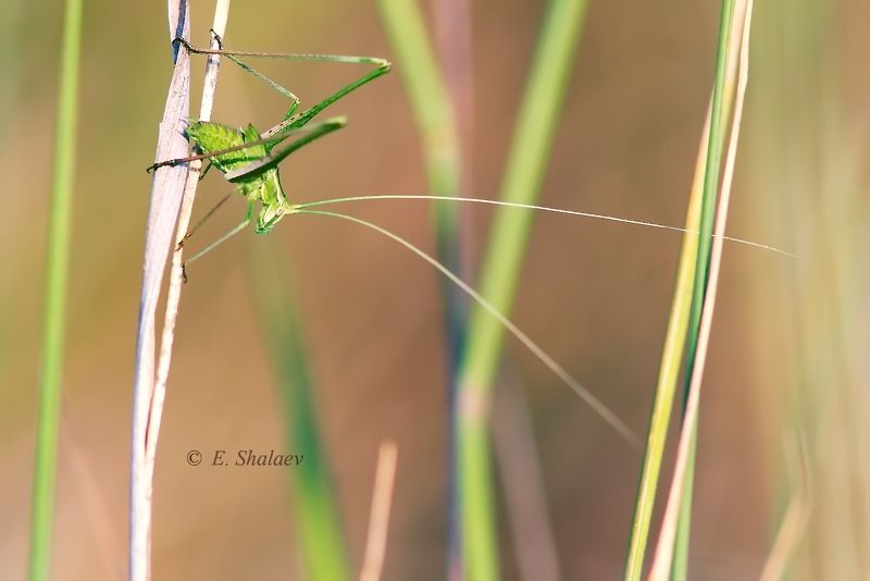 пластинокрыл, шиповатый, -tylopsis, lilifolia  фото превью