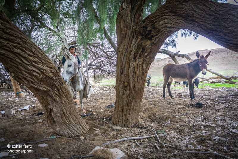 The Bedouin Child Project фото превью