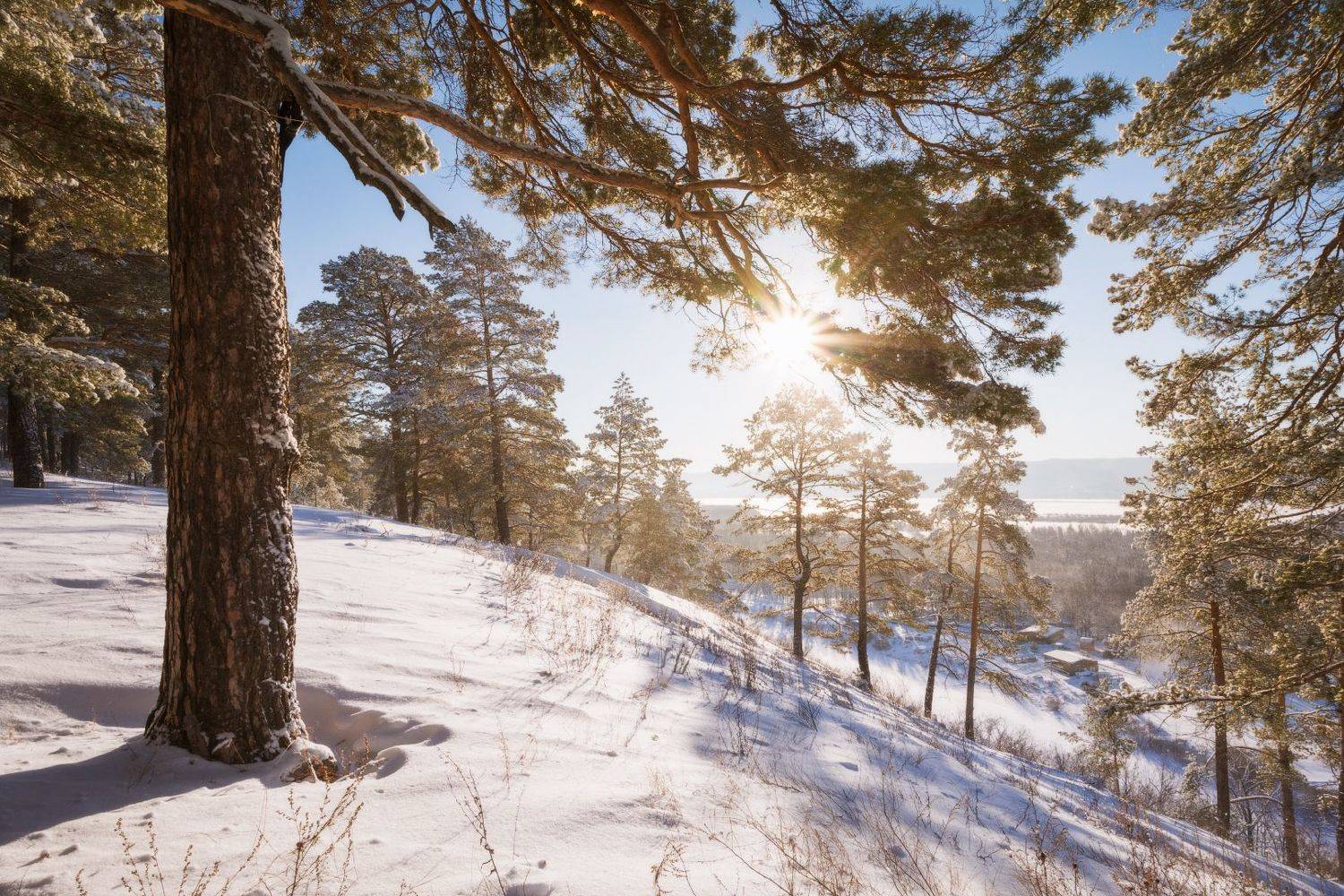 , Алексей Проняхин
