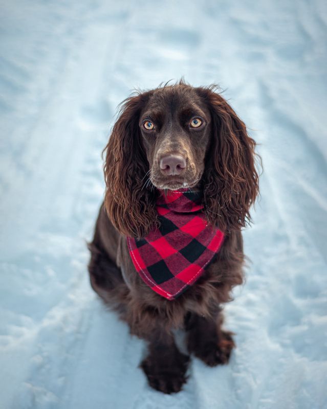 Айти фото превью