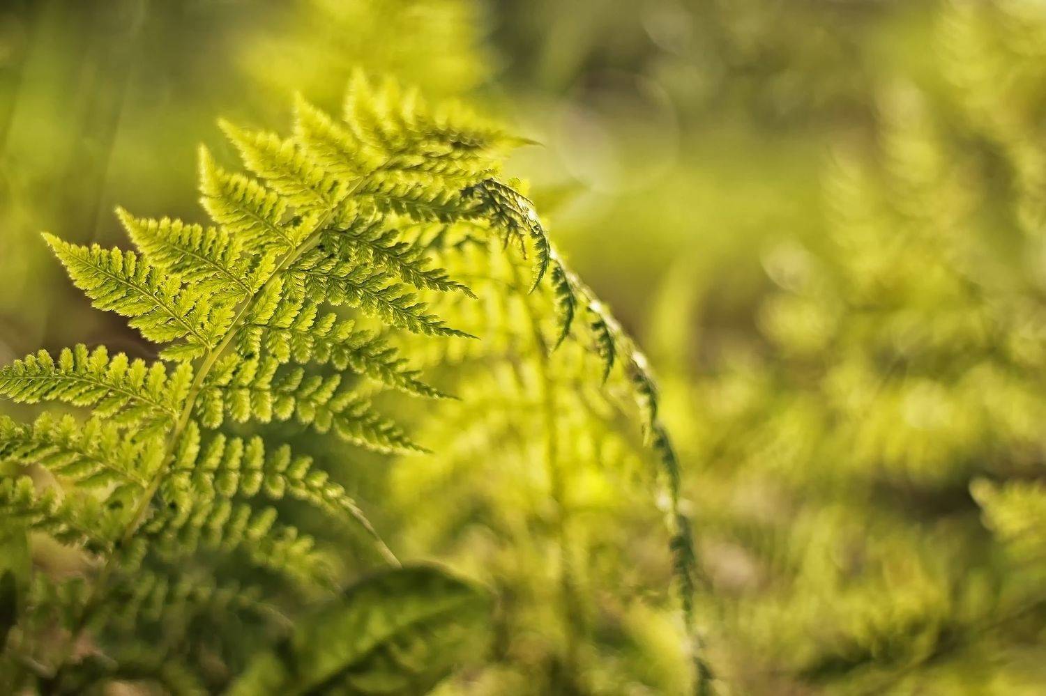 , Лайко Марина