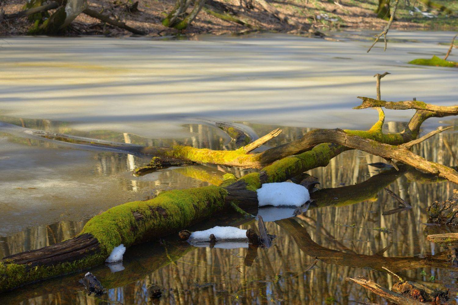 вешние воды, Александр Жарников