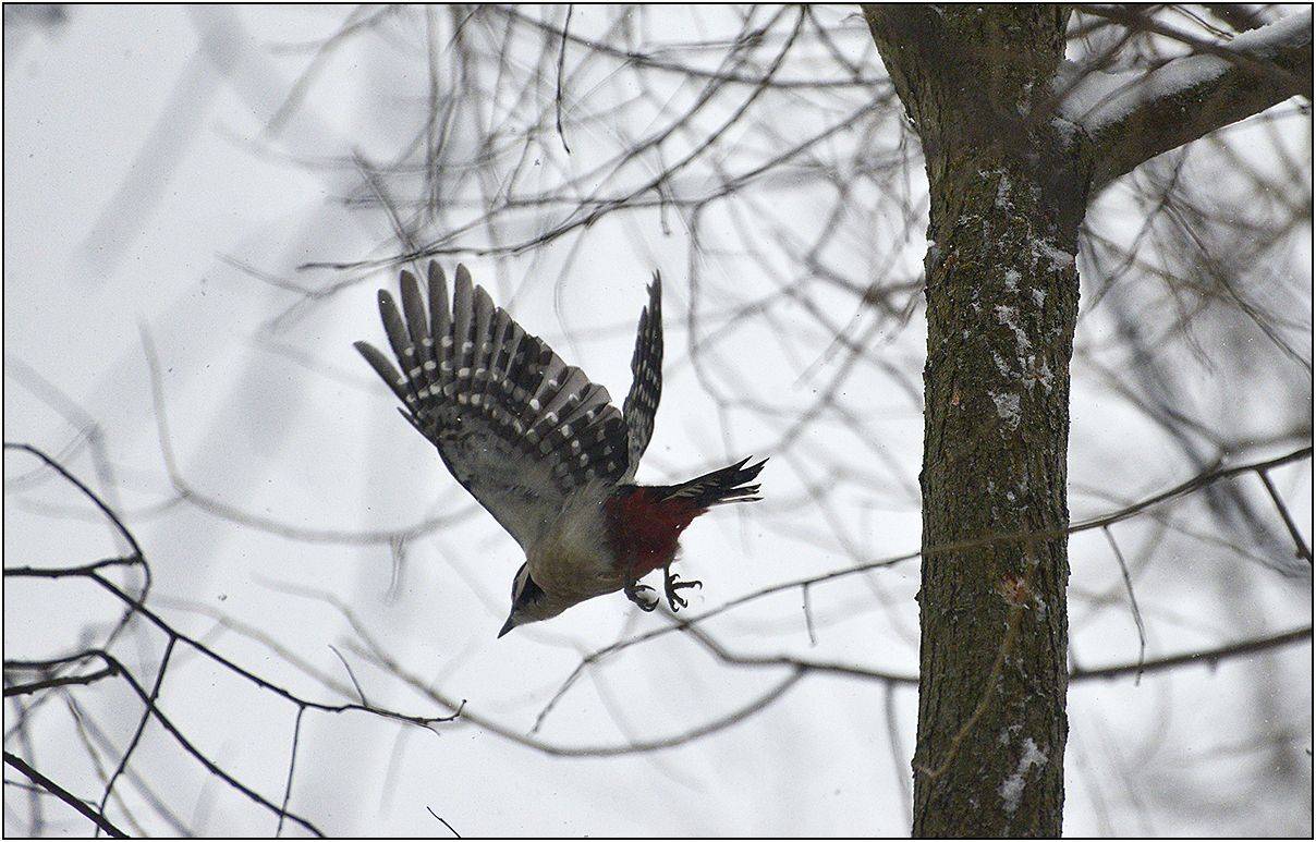 москва, парк, дятел, АНАТОЛИЙ ДОВЫДЕНКО